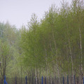 P4290015.JPG