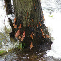 P5020167.JPG